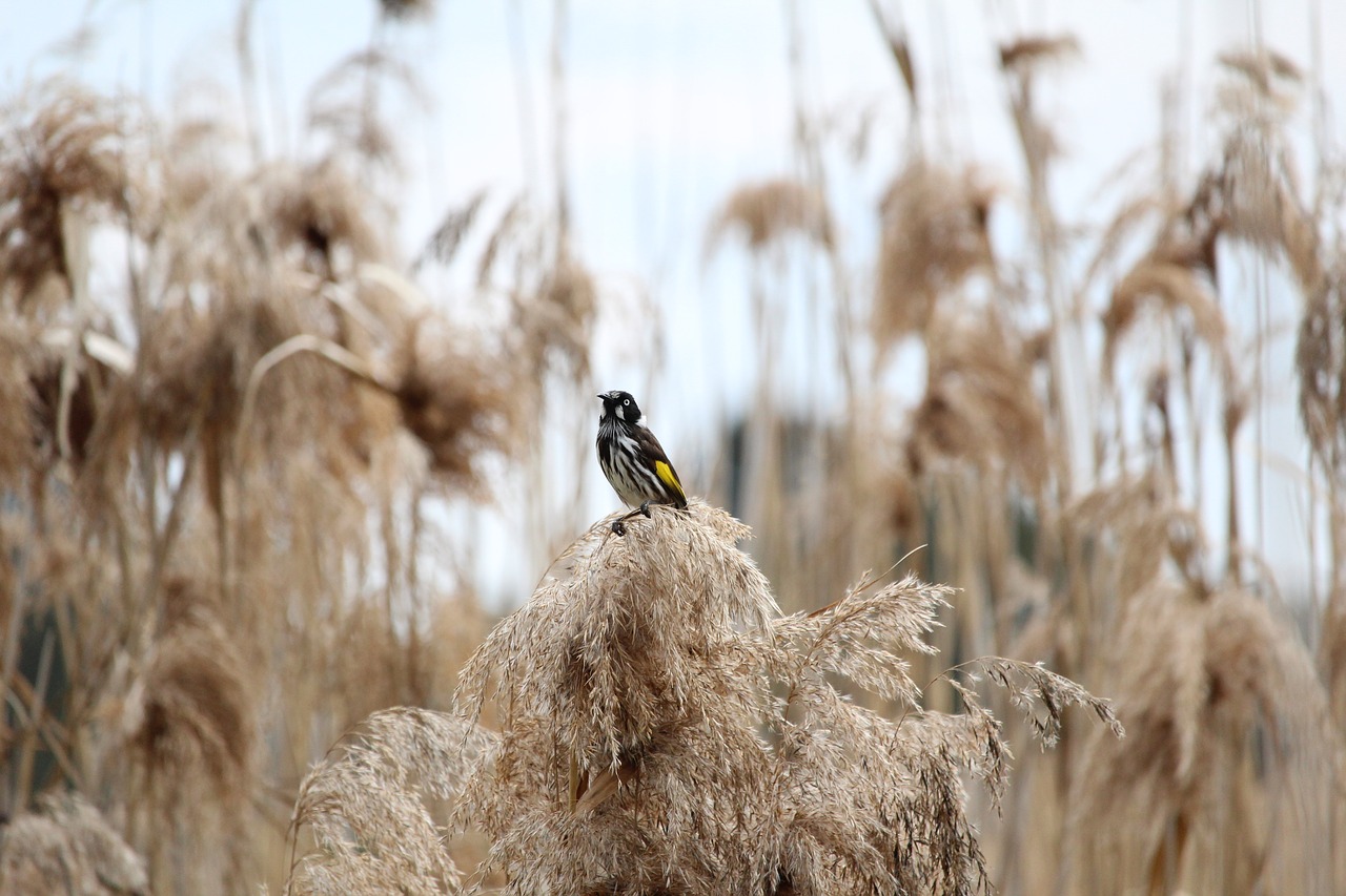 Image - new holland honeyeater honey eater