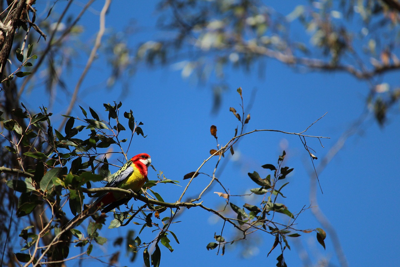 Image - parrot bird gum tree perched