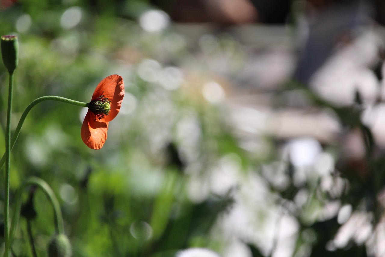 Image - poppy red flower single wild