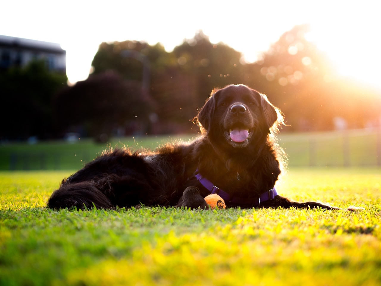 Image - dog sunset retriever grass field