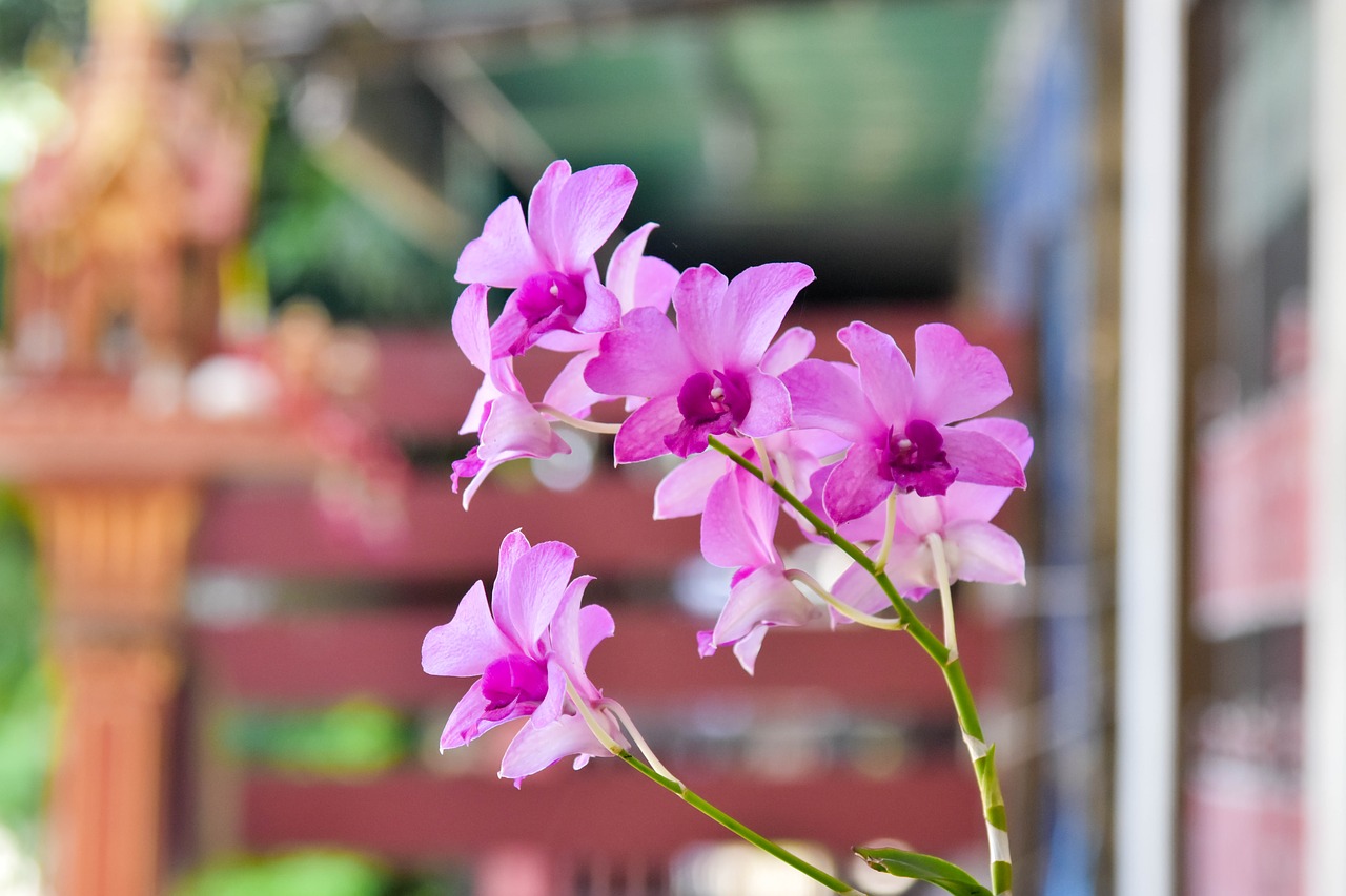 Image - flower orchid natural relax