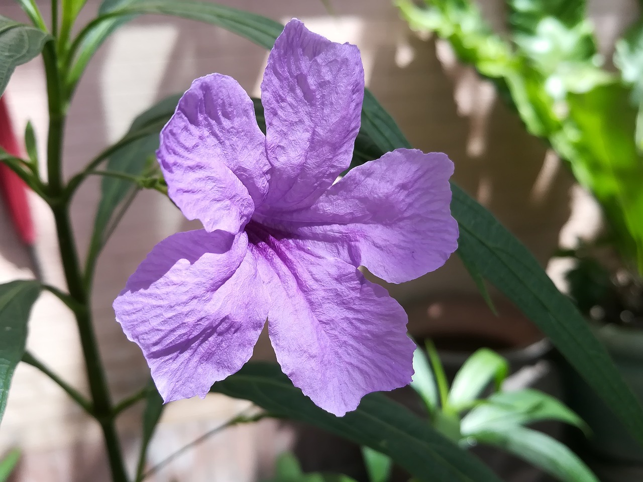 Image - flowers purple neets