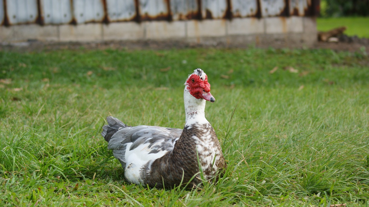 Image - duck sitting bird animal white