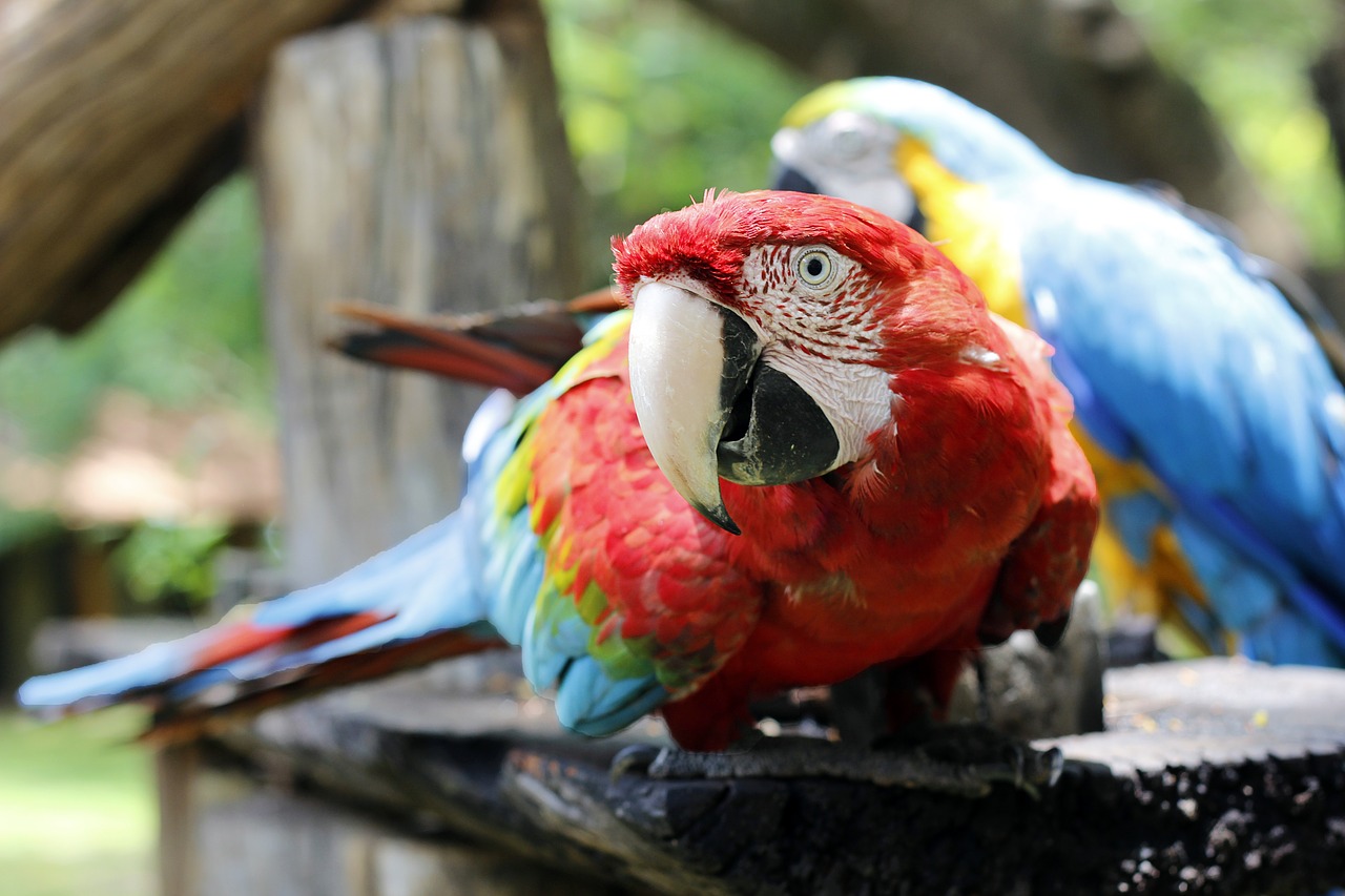 Image - arara red macaw animals bird