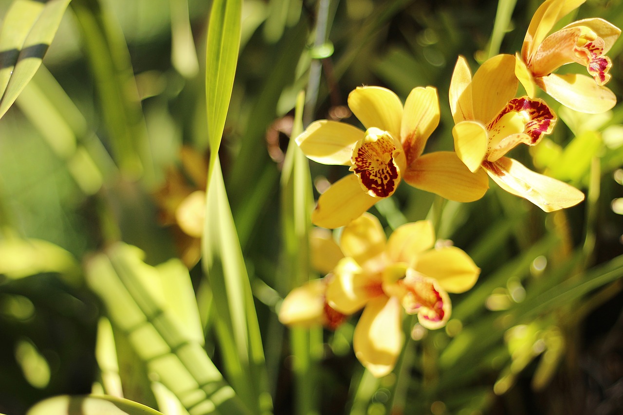 Image - flowers yellow flowers yellow