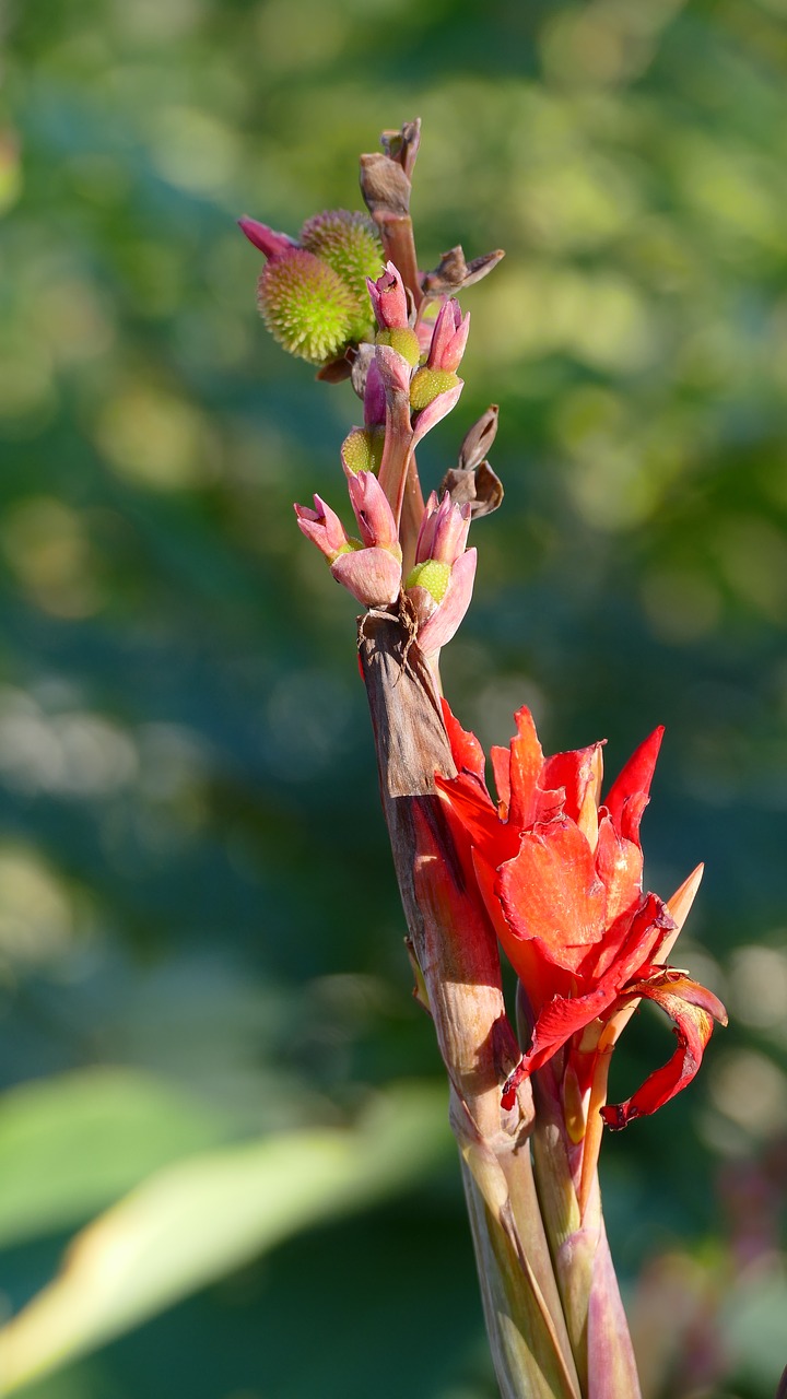 Image - flowers bud nature floral blossom