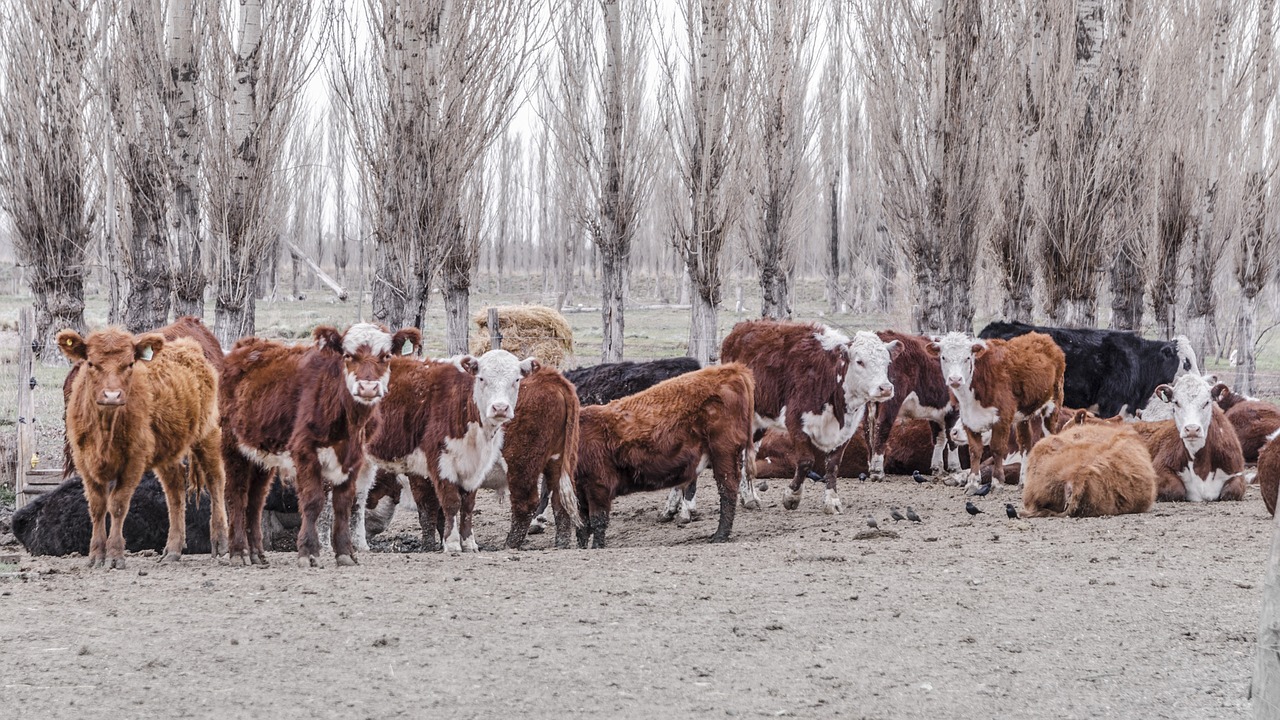 Image - cows animals livestock cow walking