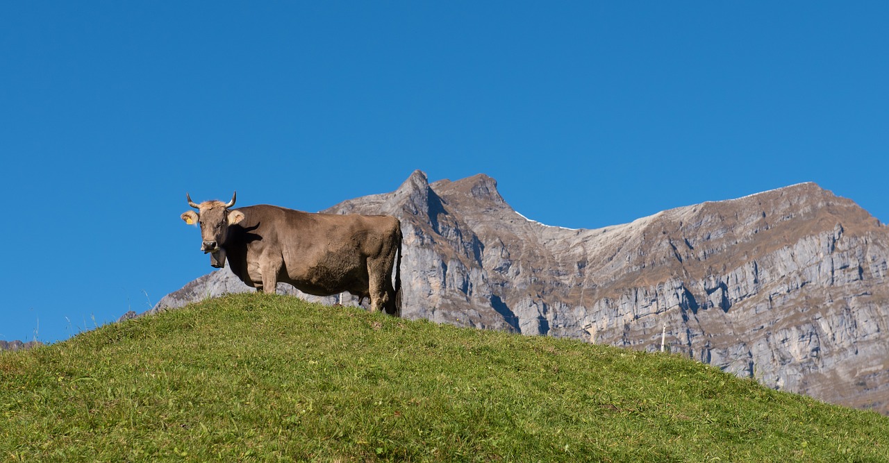 Image - mountains alpine cow