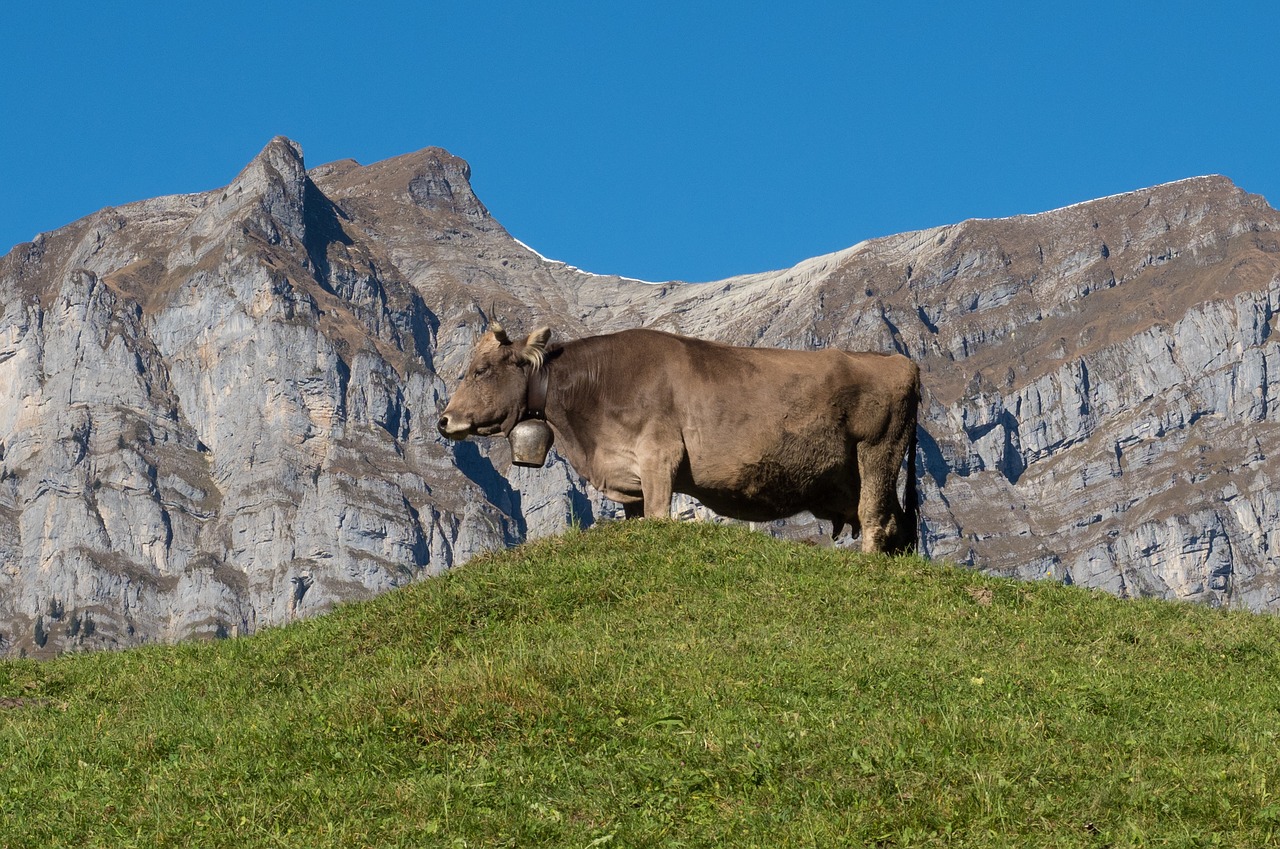 Image - mountains alpine cow