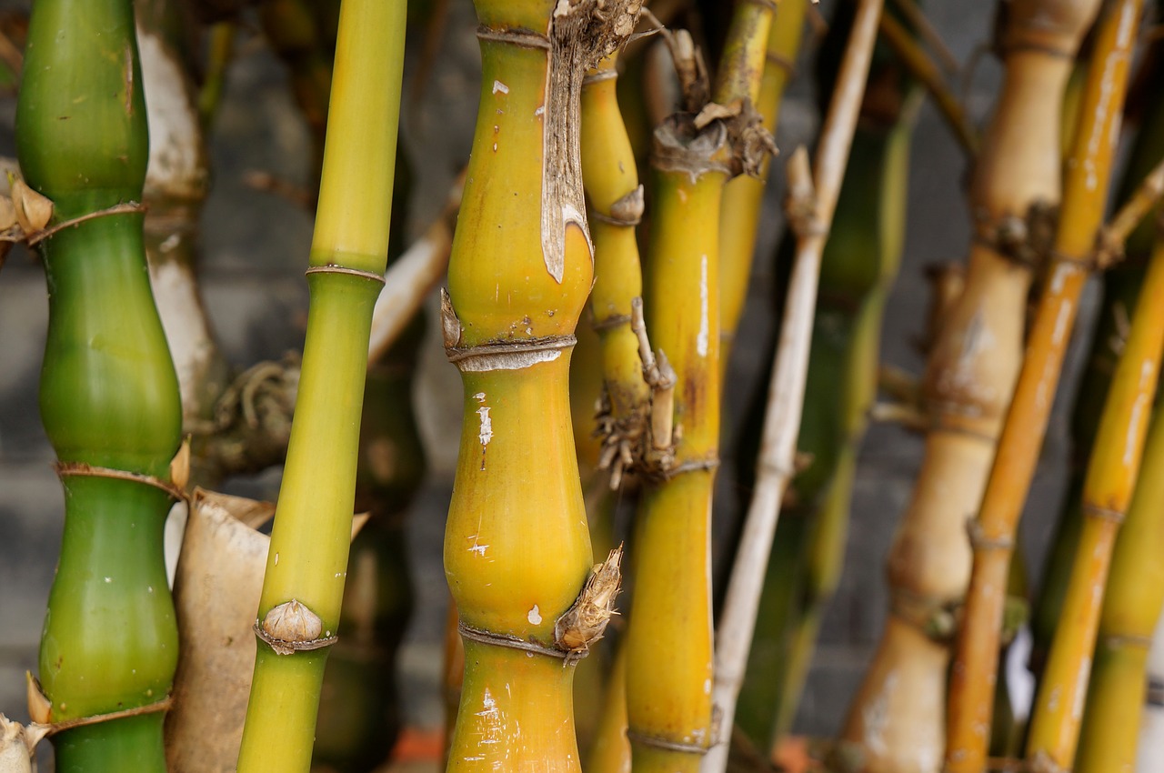 Image - bamboo yellow background