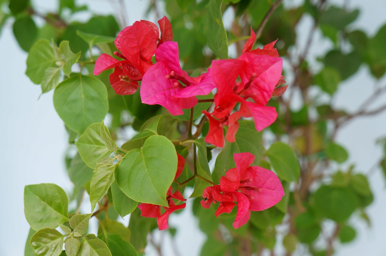 Image - paper flower red the bushes