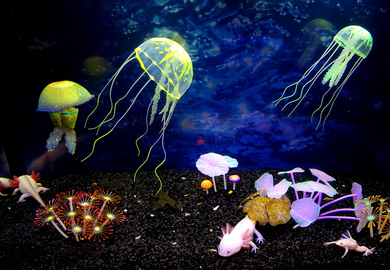 Image - underwater world jellyfish beauty