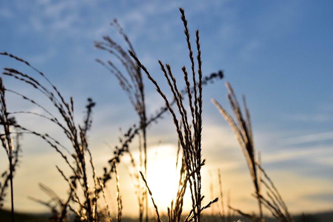 Image - grasses nature back light mood