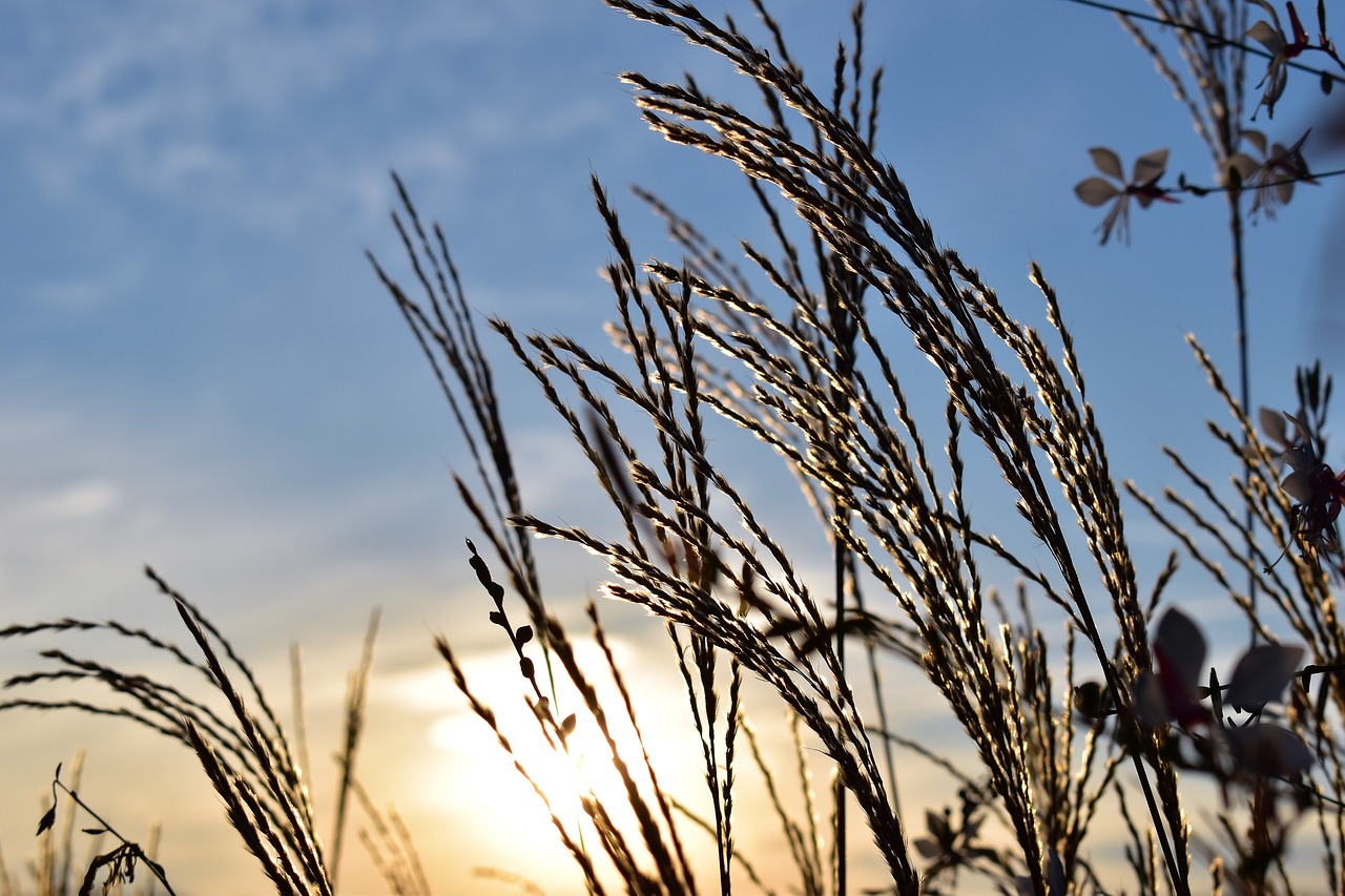 Image - grasses blade of grass sky