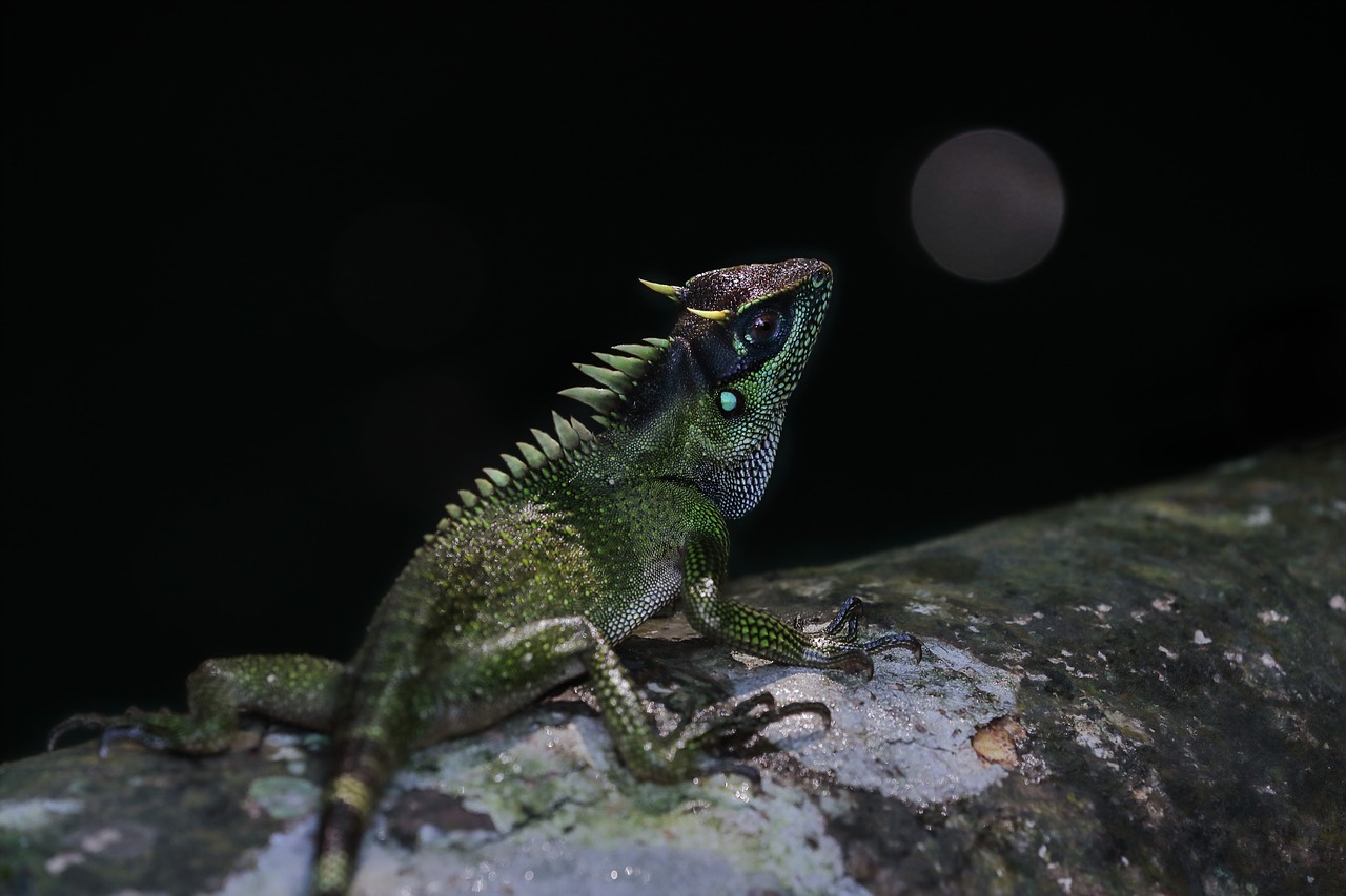 Image - wildlife iguana green reptiles