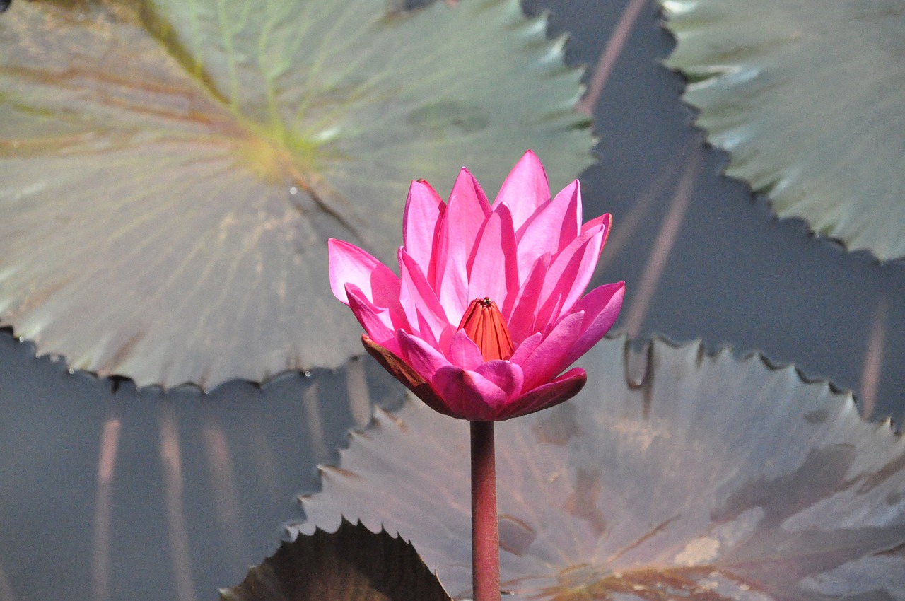 Image - thai land water lilly floating