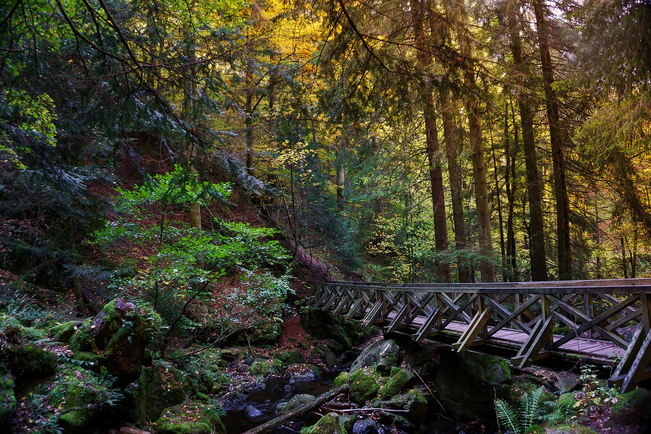 Image - forest bridge gorge leaves nature