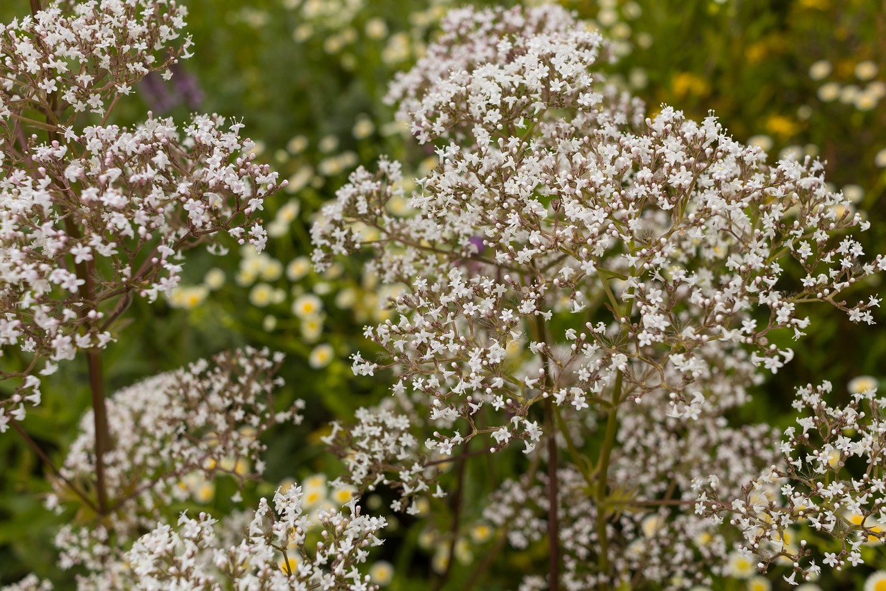 Image - valerian flower plant