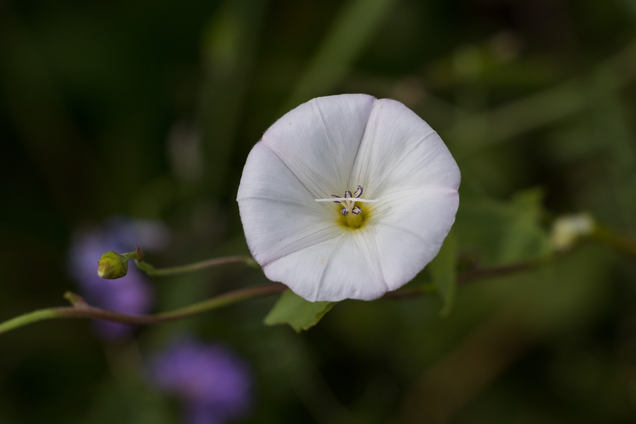 Image - bindweed flower plant flora