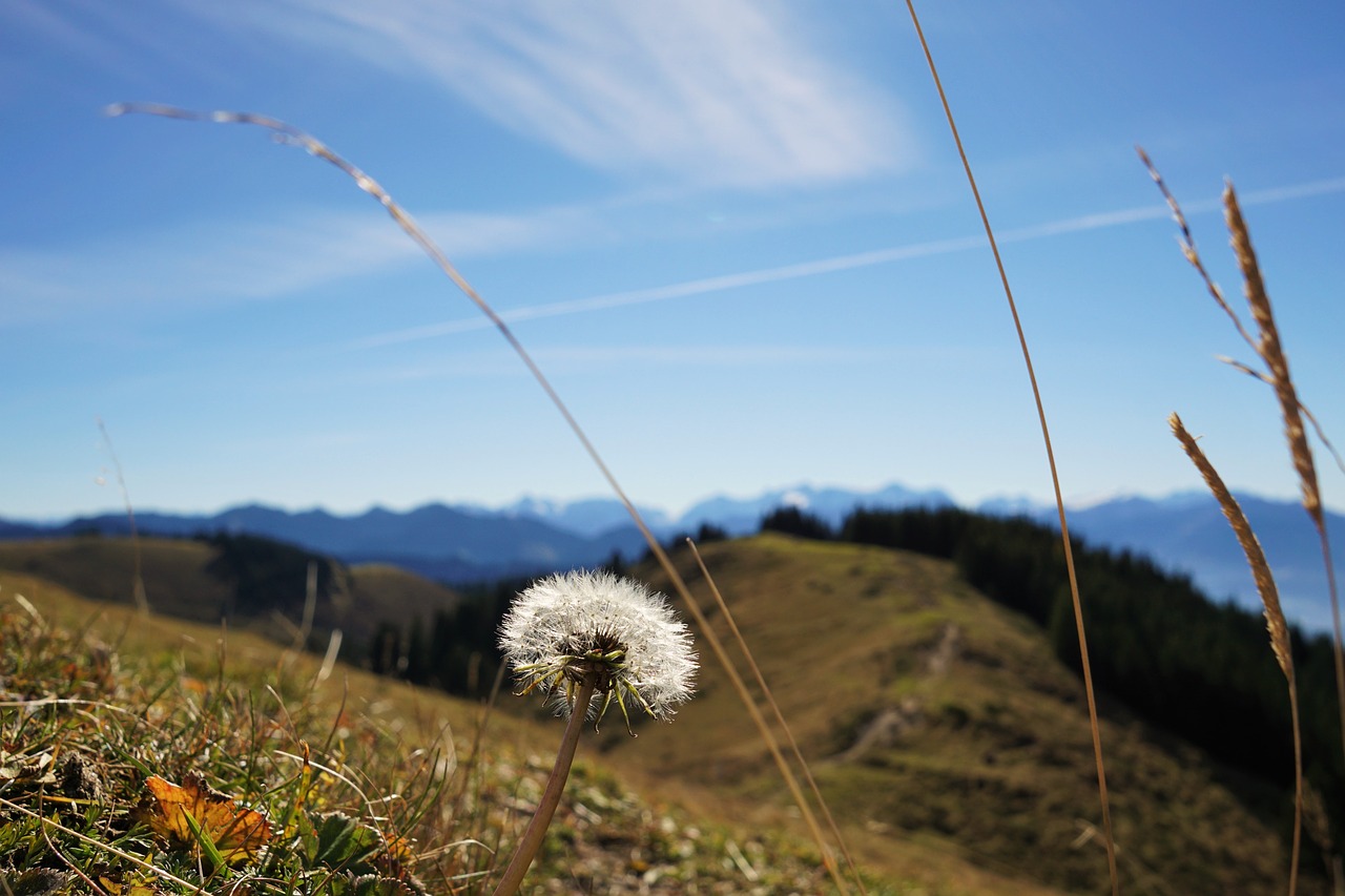 Image - high ball dandelion sky plant