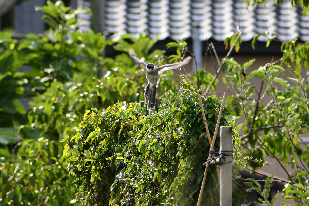 Image - natural landscape fence leaf