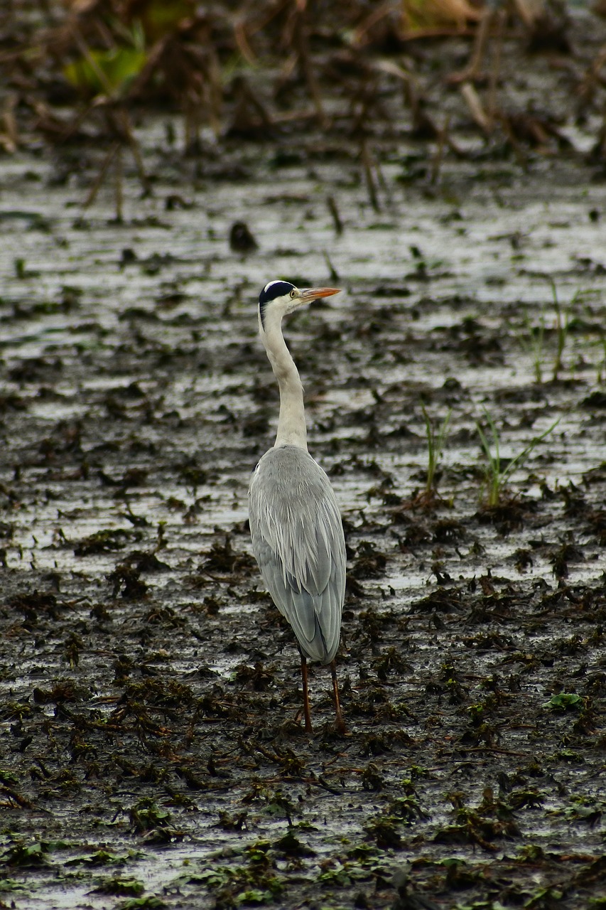 Image - animal pond waterside wild birds