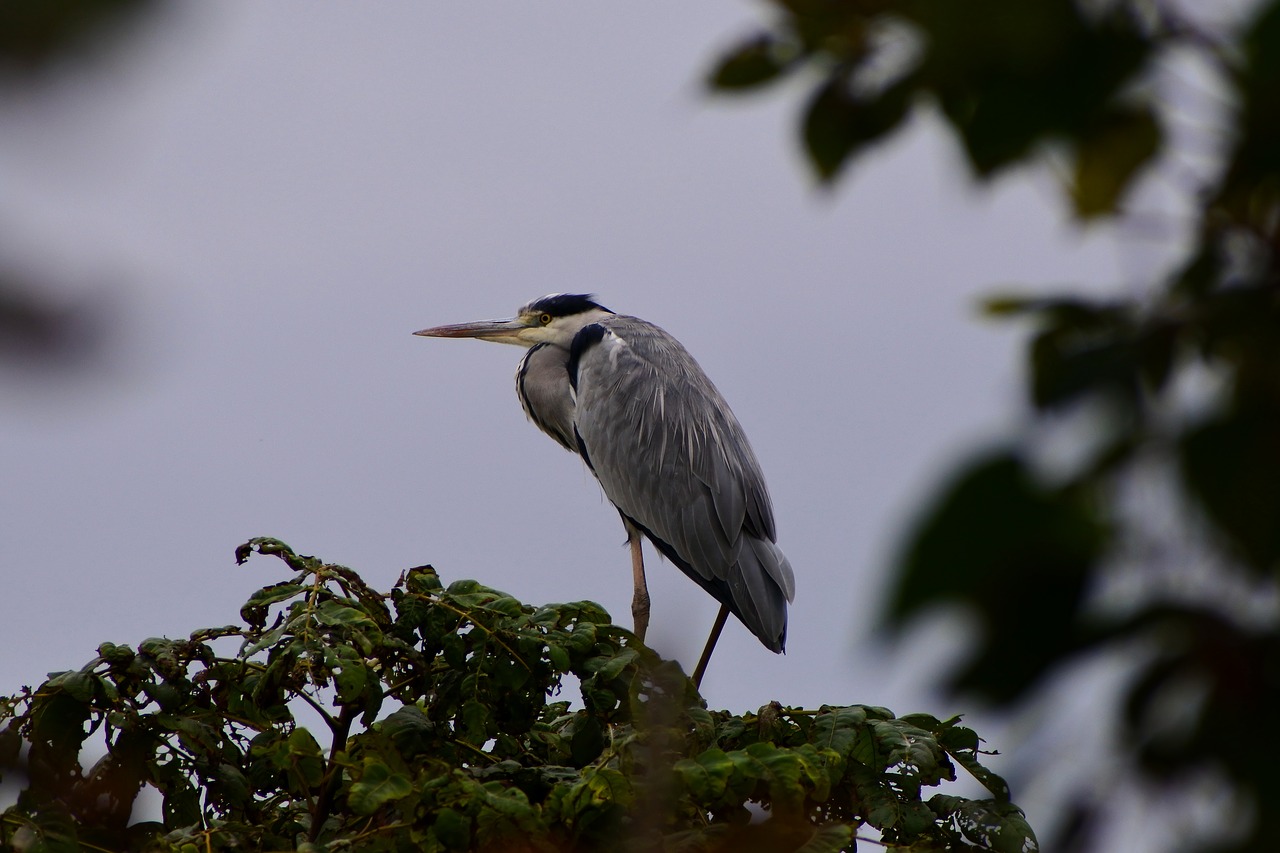 Image - animal wood green wild birds heron