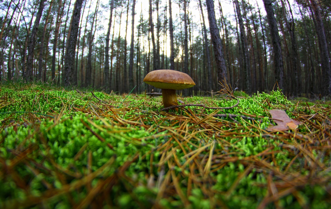Image - mushroom chestnut boletus forest
