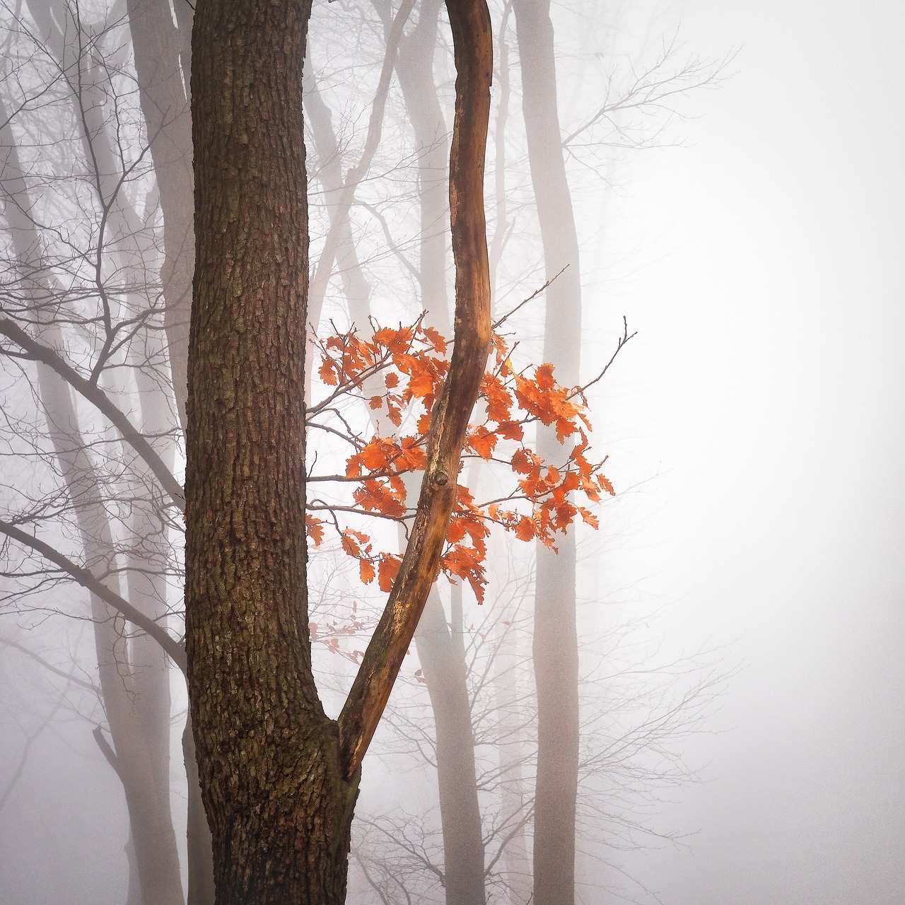 Image - autumn leaves forest fog