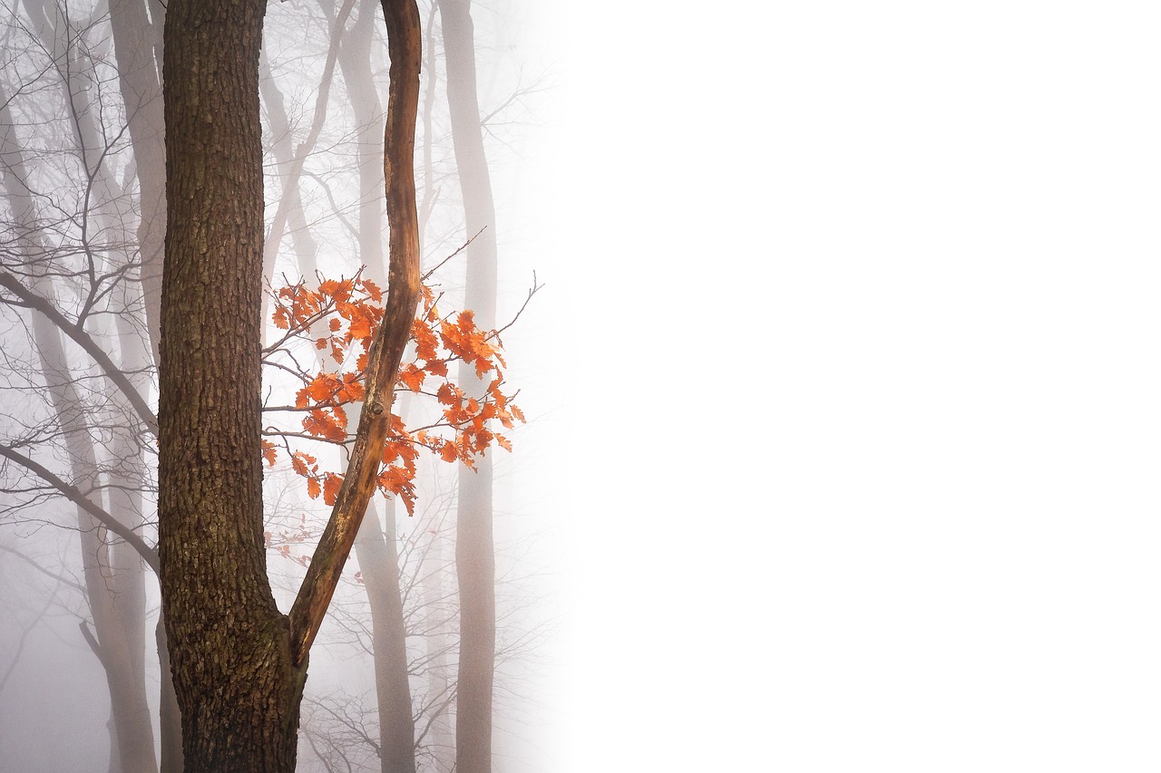 Image - autumn negative space copy space