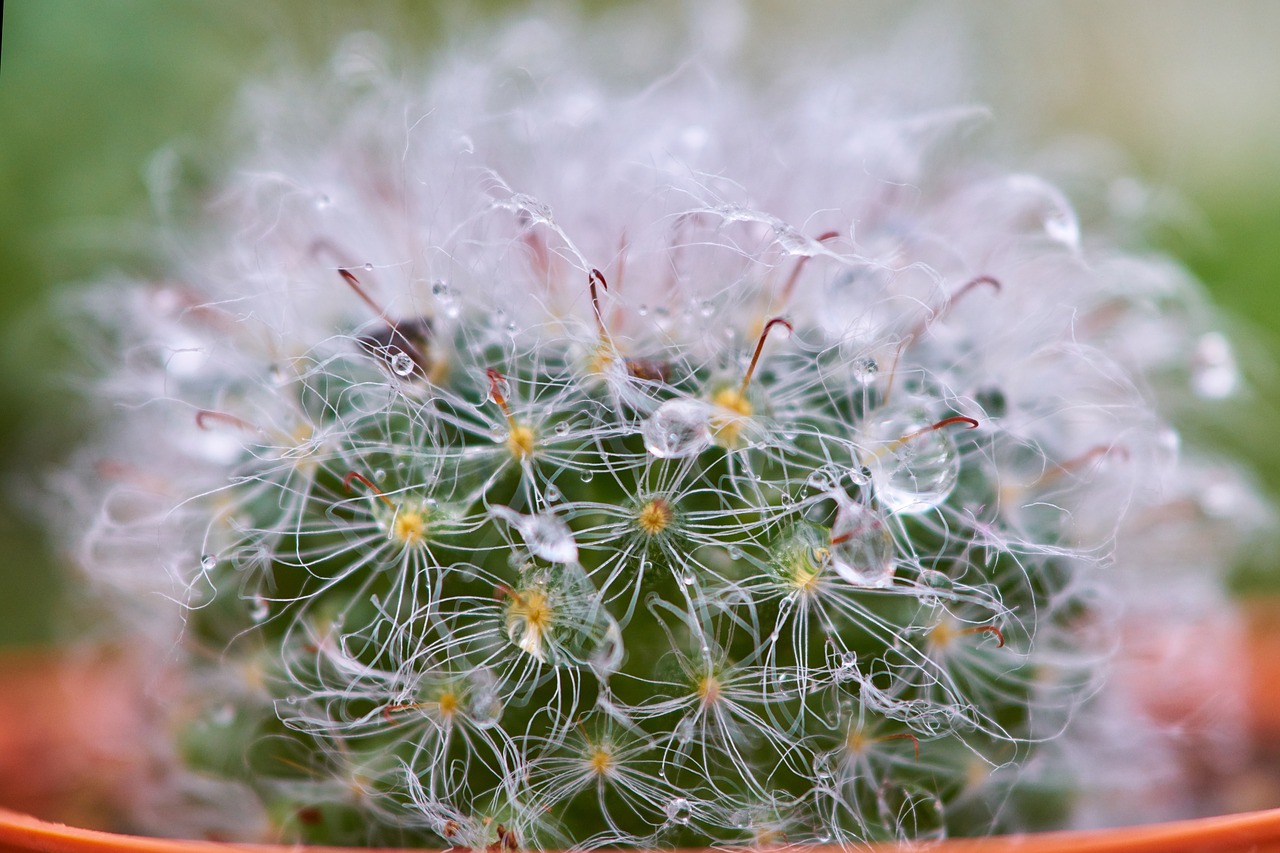 Image - cactus dea macro detail beautiful