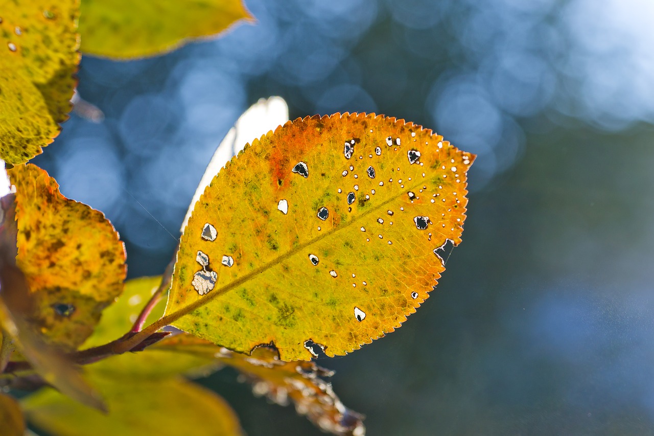 Image - autumn background yellow leaves