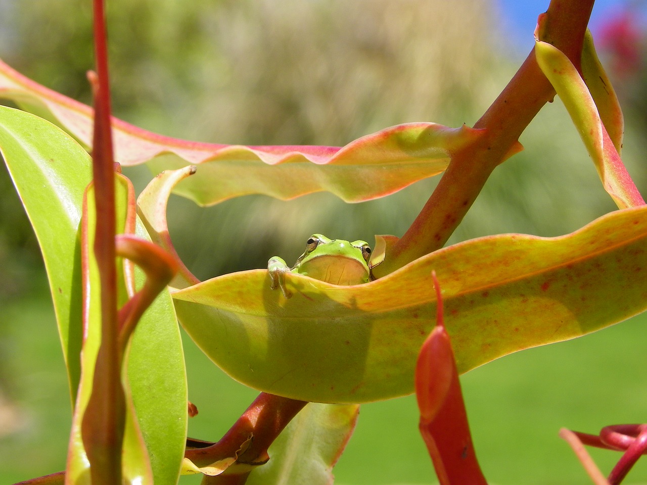 Image - tenerife frog canary islands