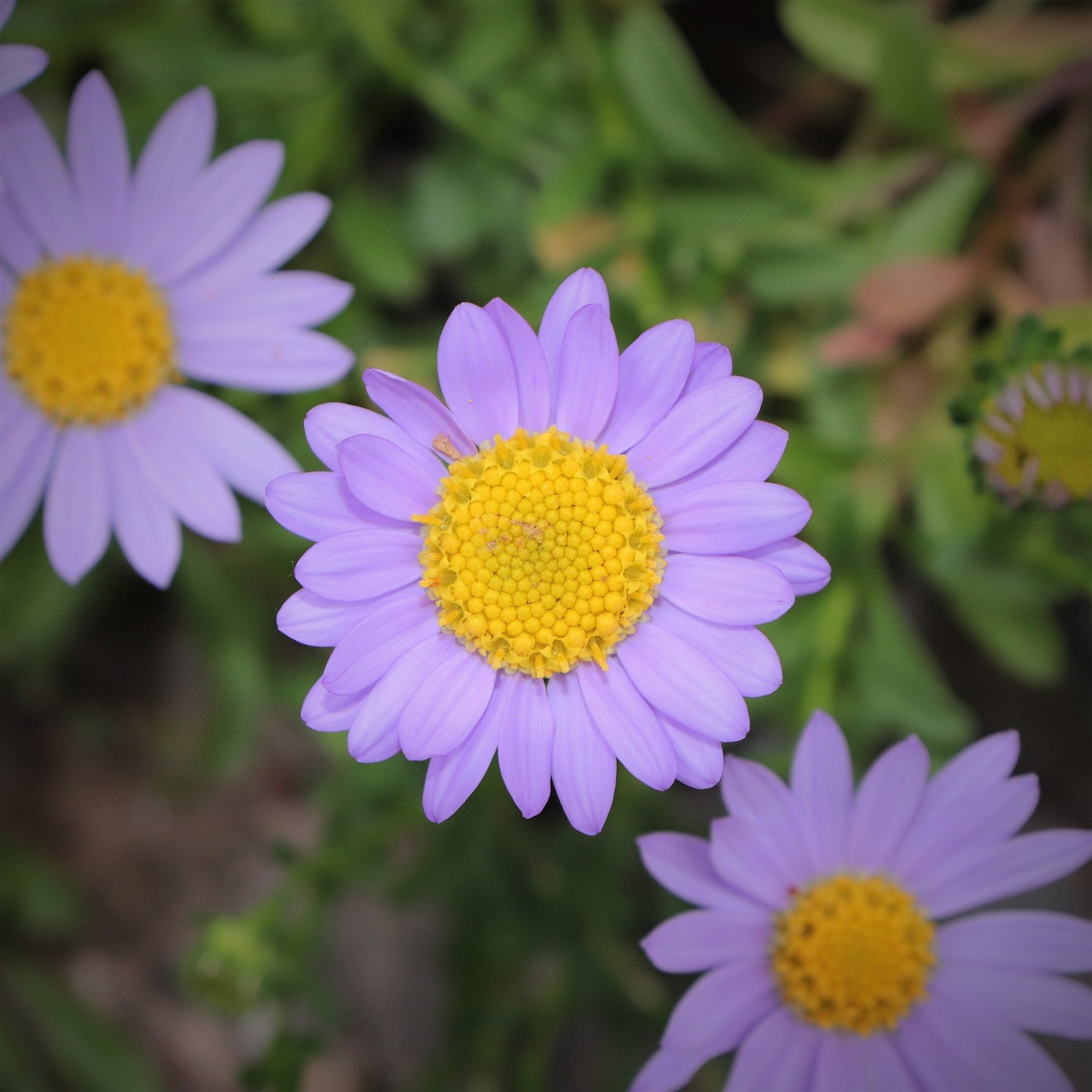 Image - flowers petal petals plants nature