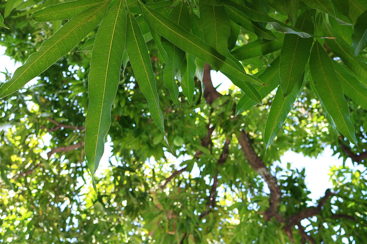 Image - leaves fruitful tree green trunk