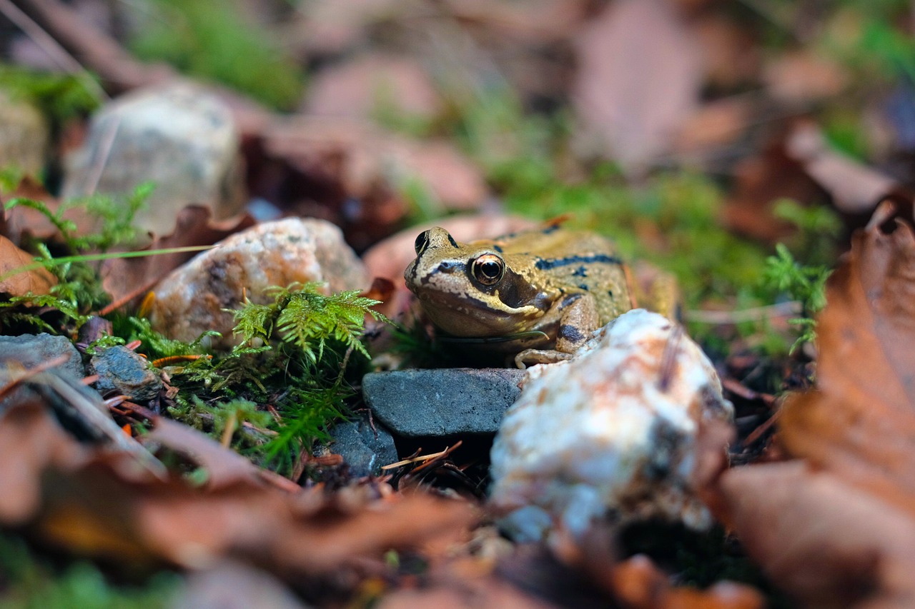 Image - frog nature forest prince small