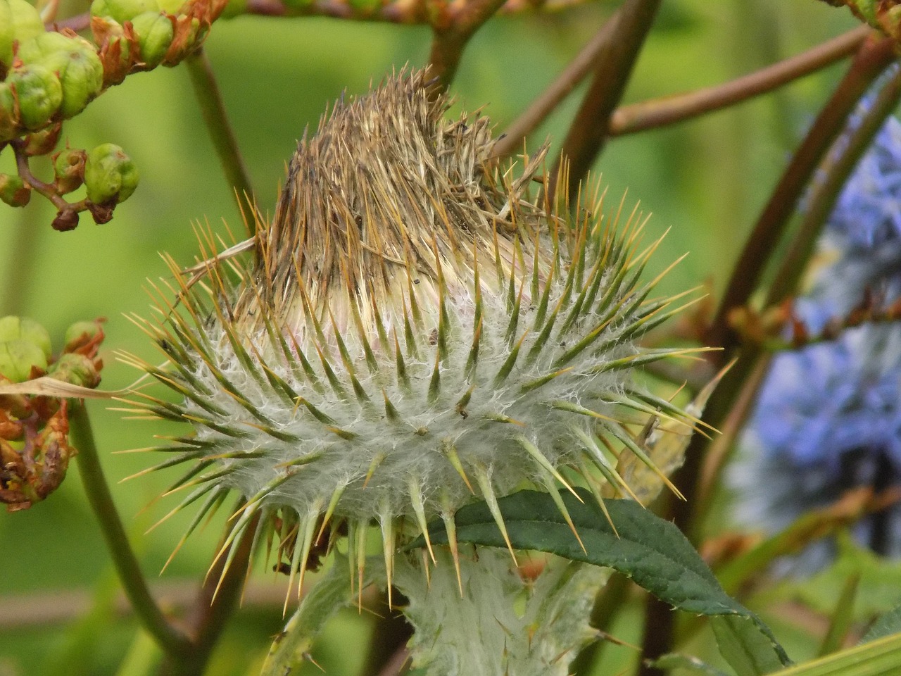 Image - botanic gardens inverness flower