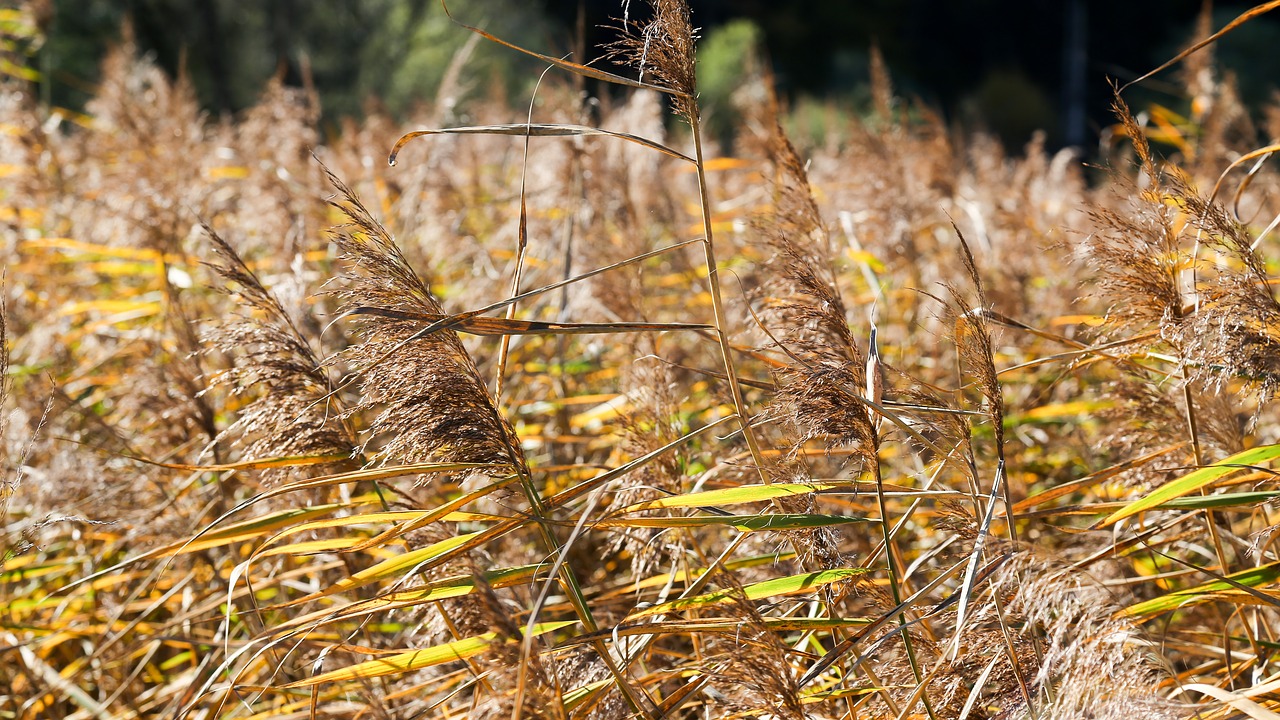 Image - moor autumn adnet swamp