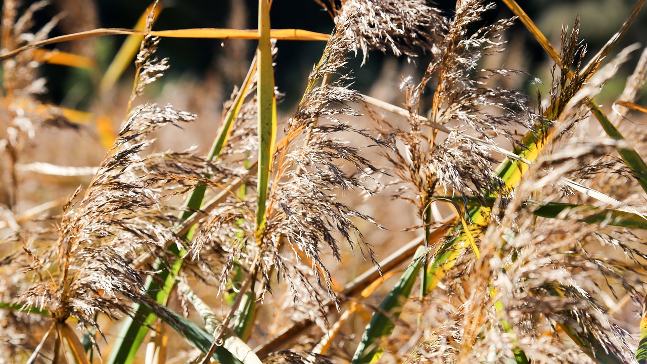 Image - moor autumn adnet swamp