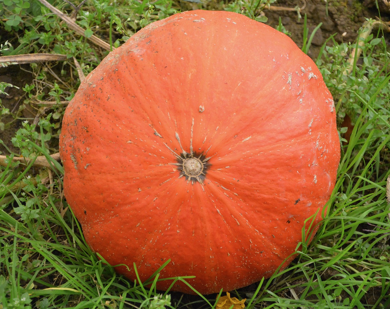 Image - pumpkin one fruit large food