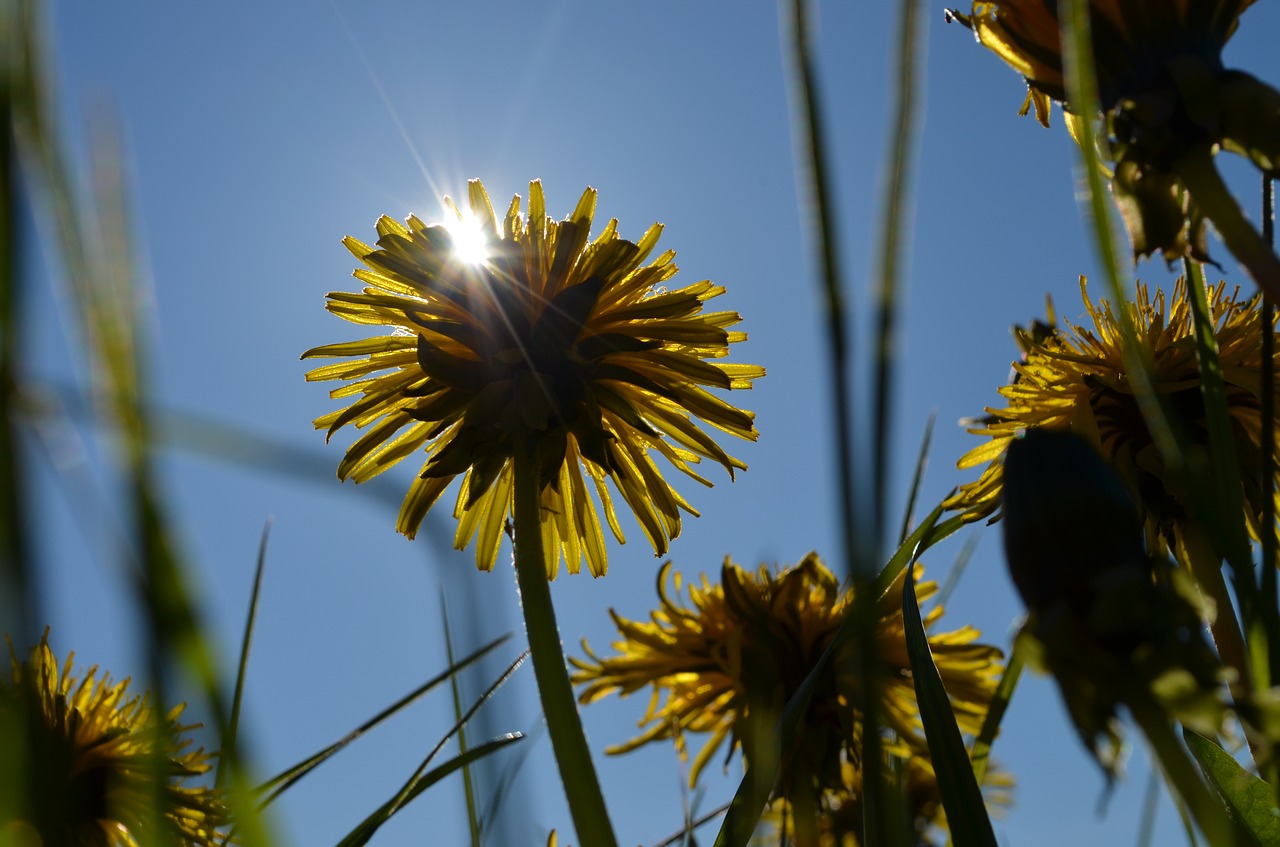 Image - sun dandelion grass summer meadow