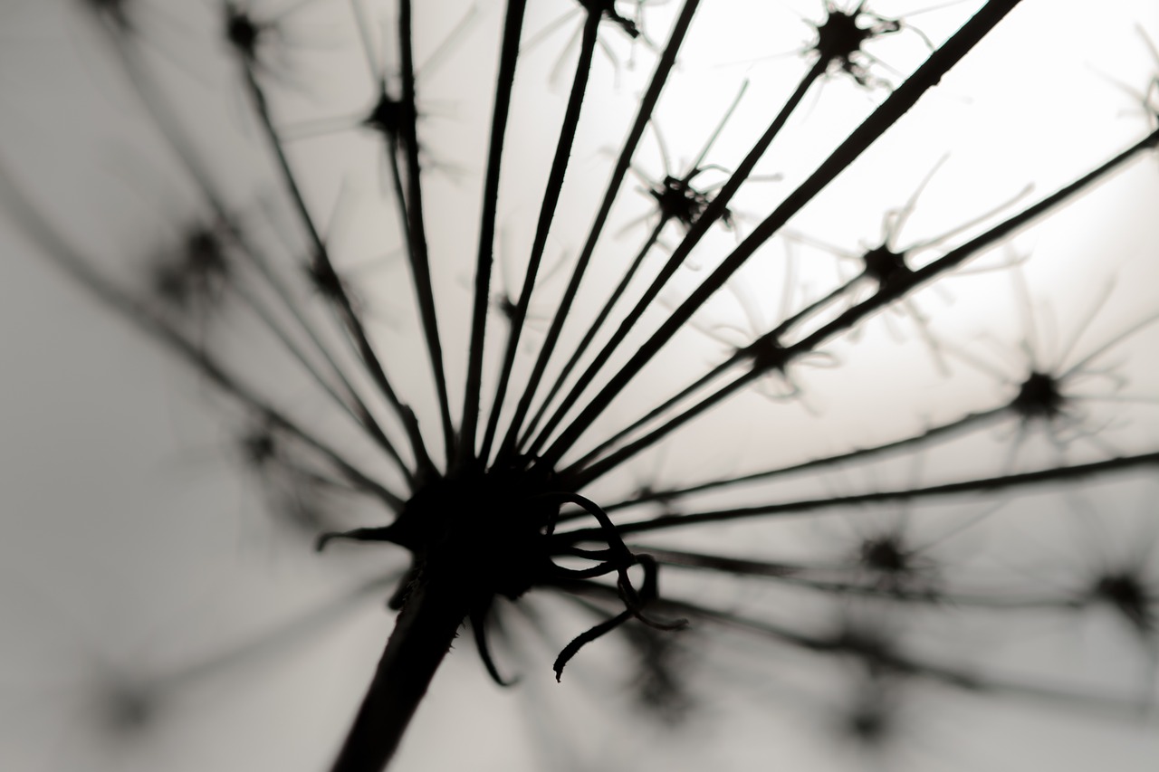 Image - black white contour arid gloomy