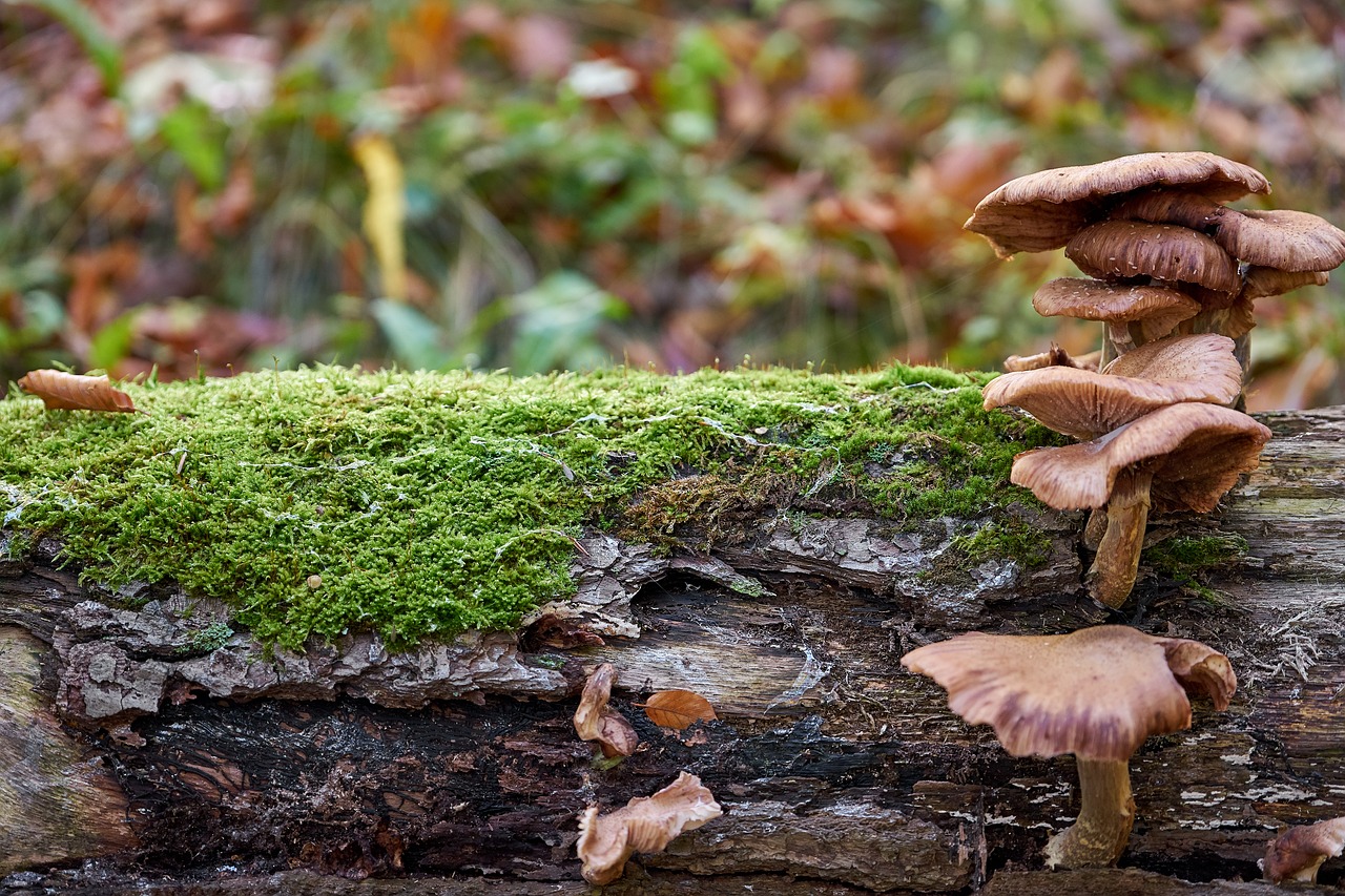 Image - mushroom log nature autumn forest