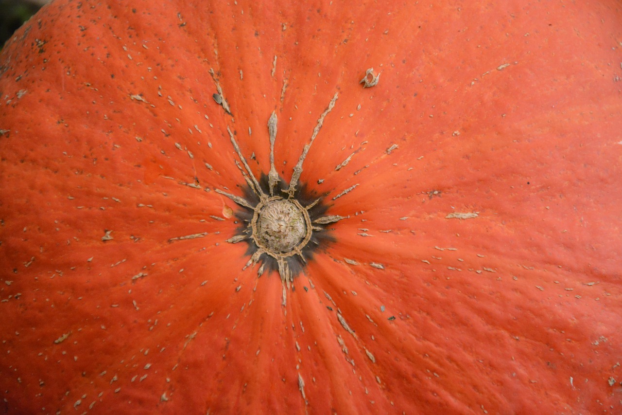 Image - pumpkin fruit large squash