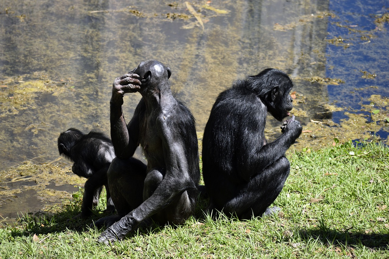 Image - bonobo apes primate zoo