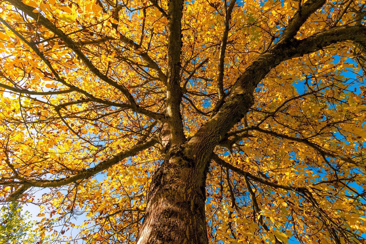 Image - autumn tree golden autumn mood