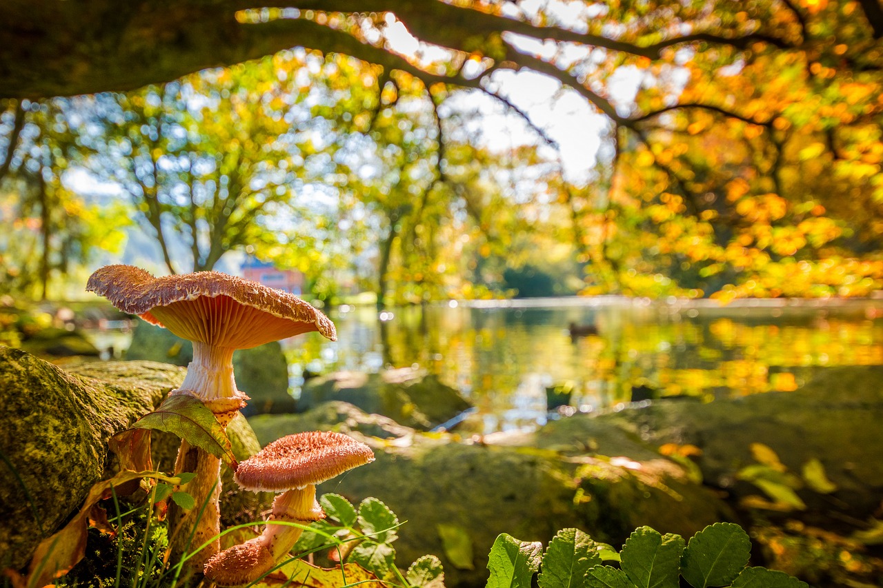 Image - mushroom lake nature landscape