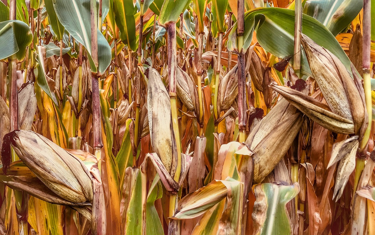 Image - corn feed autumn food agriculture