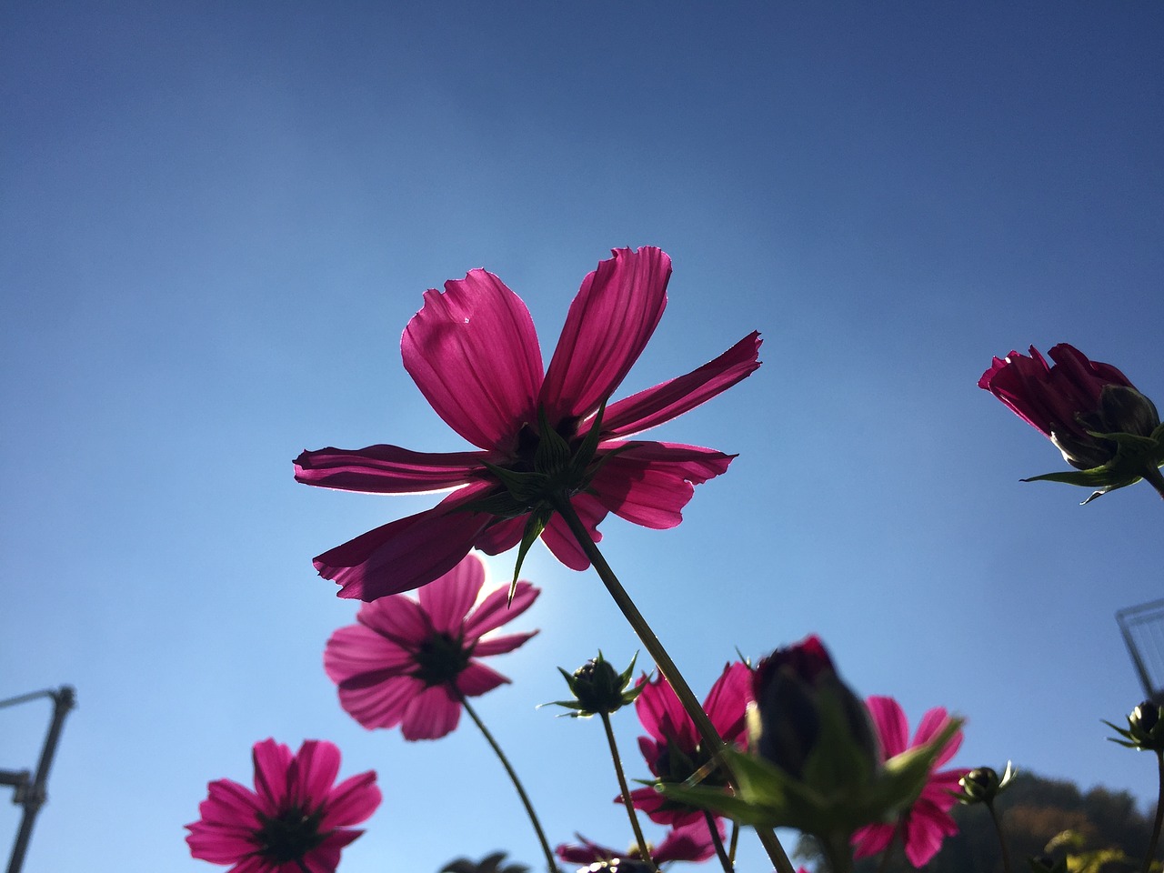 Image - flower sunlight autumn sky blossom