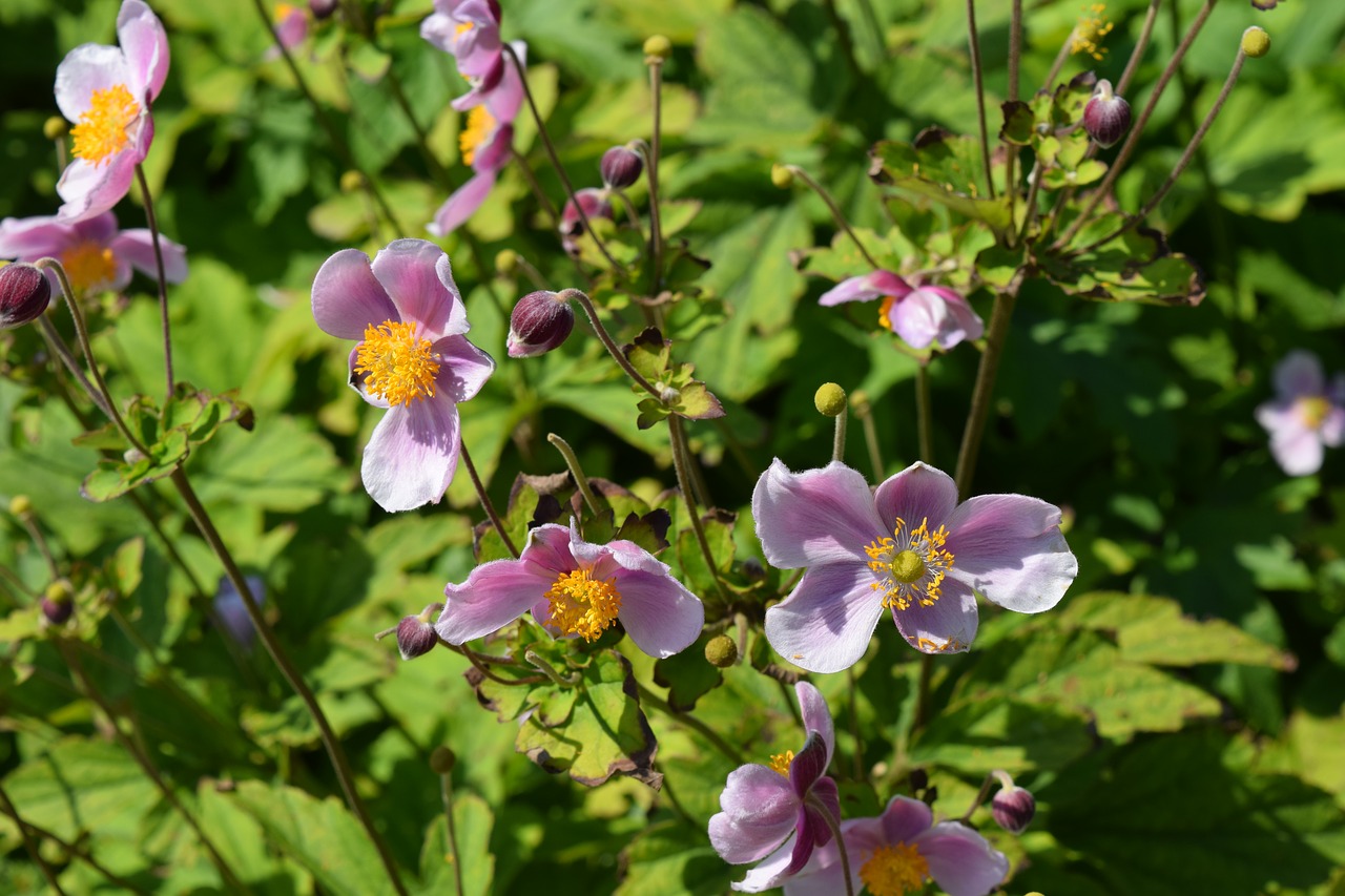 Image - primrose pink flowers botany